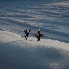Kakteen im Schnee