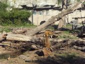 Nutzerbilder Marché Patakan (im Zoo Leipzig)