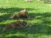 Nutzerbilder Marché Patakan (im Zoo Leipzig)