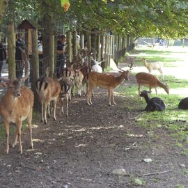 Wildgehege Moritzburg in Moritzburg