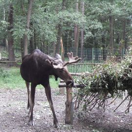 Wildgehege Moritzburg in Moritzburg