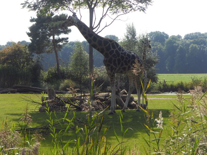 Nutzerbilder Marché Patakan (im Zoo Leipzig)