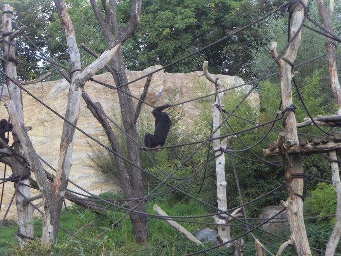 Nutzerbilder Marché Patakan (im Zoo Leipzig)