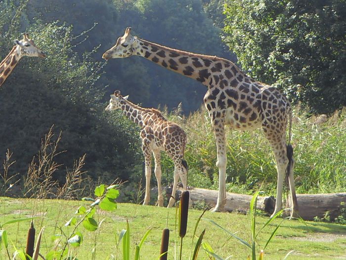 Nutzerbilder Marché Patakan (im Zoo Leipzig)