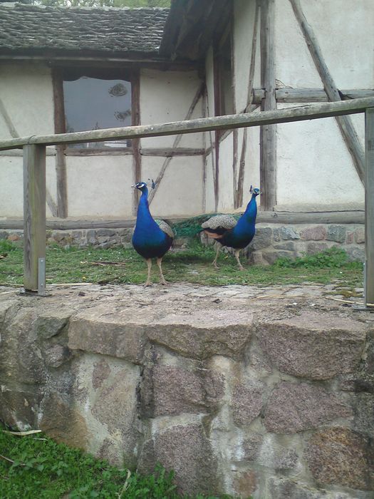 Nutzerbilder Tierpark