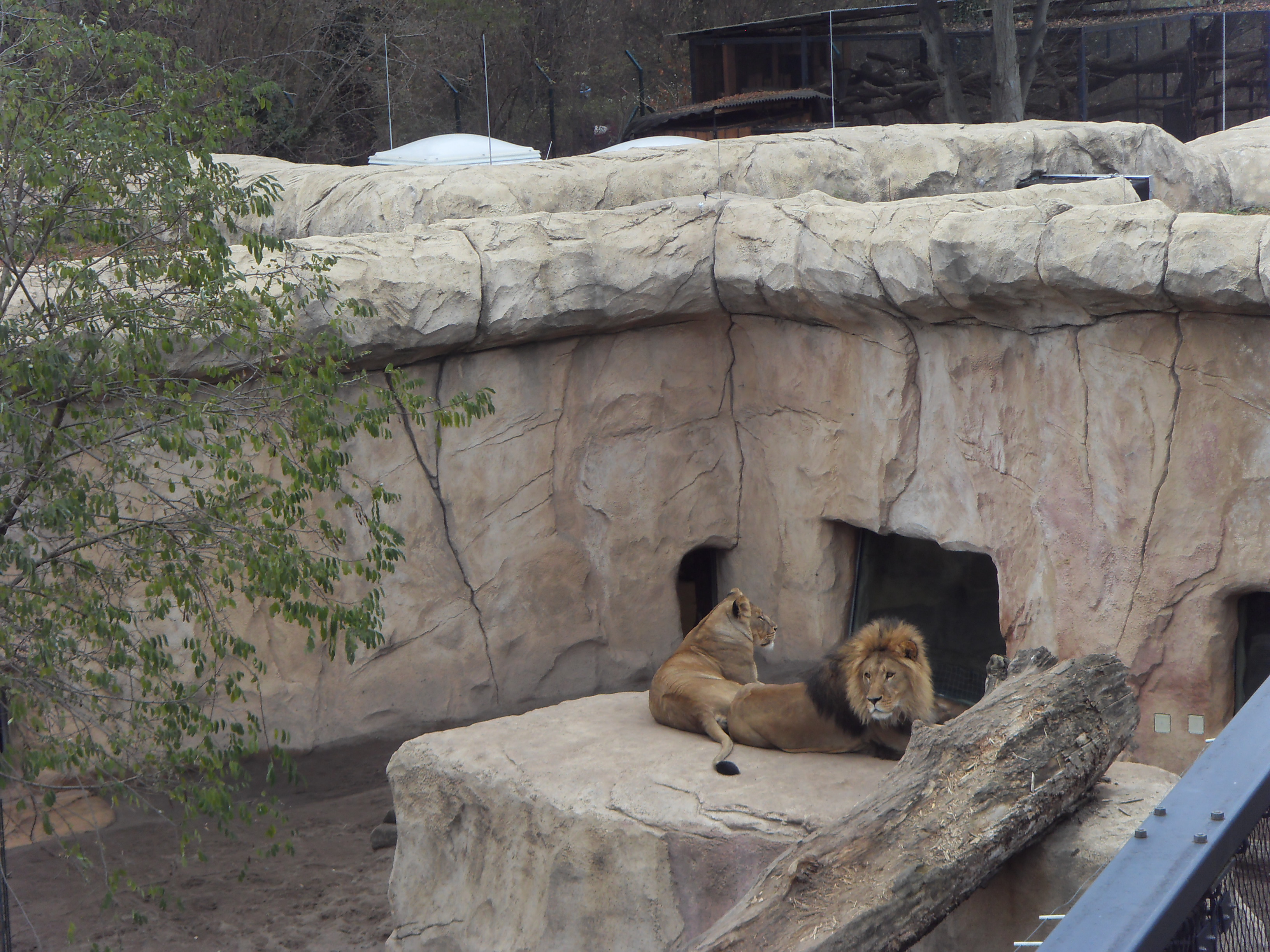 Bild 19 Zoologischer Garten in Dresden