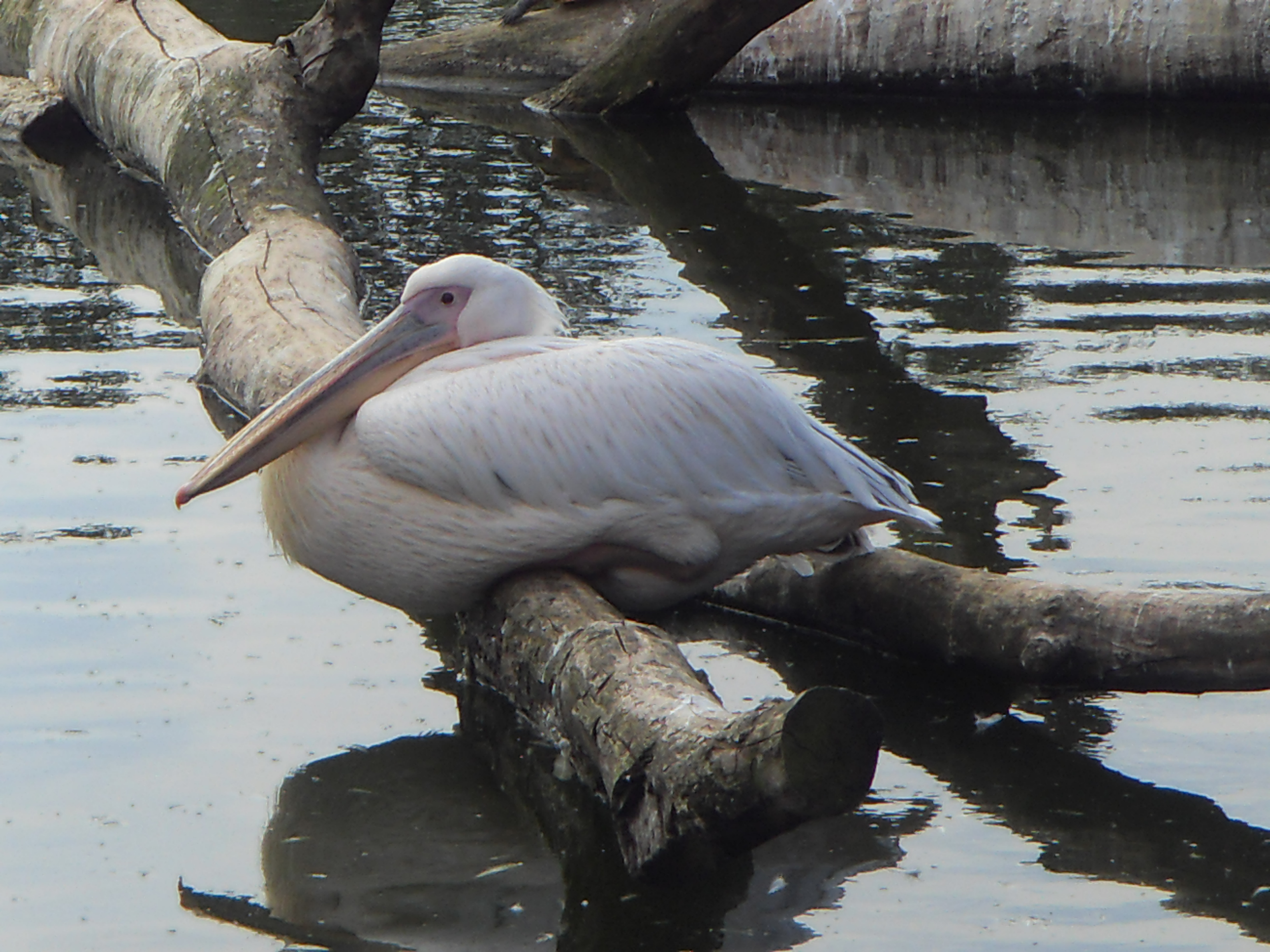 Bild 3 Vogelpark Marlow gGmbH