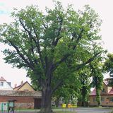 Naturdenkmal »Gedenkeiche Goyatz« in Goyatz