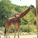 Giraffenanlage und Giraffenhaus im Tierpark Berlin in Berlin