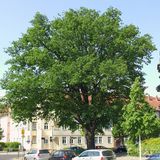 Naturdenkmal »Luthereiche« Berlin - Johannisthal in Berlin