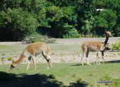 Nutzerbilder Tierpark Berlin-Friedrichsfelde GmbH