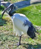 Nutzerbilder Tierpark Berlin-Friedrichsfelde GmbH