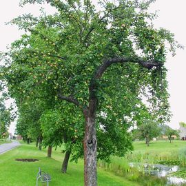 Brandenburger Stra&szlig;enapfelbaum in Leeskow (LOS)