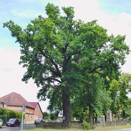 Gedenkeiche für 1813 in Markgrafpieske