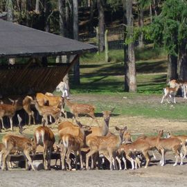 Futterplatz für Mufflons, Rot- und Damwild im Wildpark Johannismühle bei Baruth