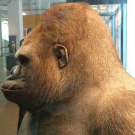 Gorilla Bobby (1926-1935) - eine der legendären Tierpersönlichkeiten aus dem Berliner Zoo.