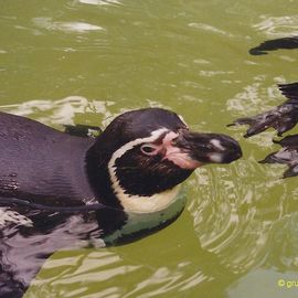 Pinguine im Zoo Eberswalde