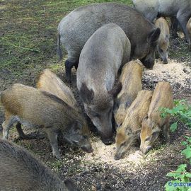 Wildpark Johannismühle bei Baruth: Wildschweingehege
