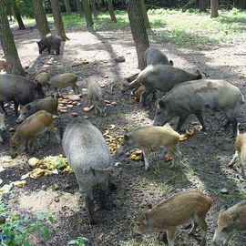 Wildpark Johannismühle bei Baruth: Wildschweingehege