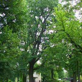 Kirchhof, Kirche versteckt hinter Bäumen