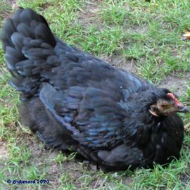 Schwarzes Huhn