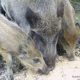 Wildpark Johannismühle bei Baruth: Wildschweingehege