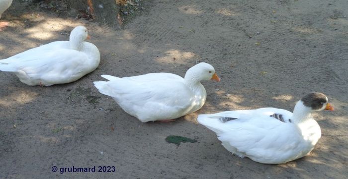 Nutzerbilder Tierpark Berlin-Friedrichsfelde GmbH