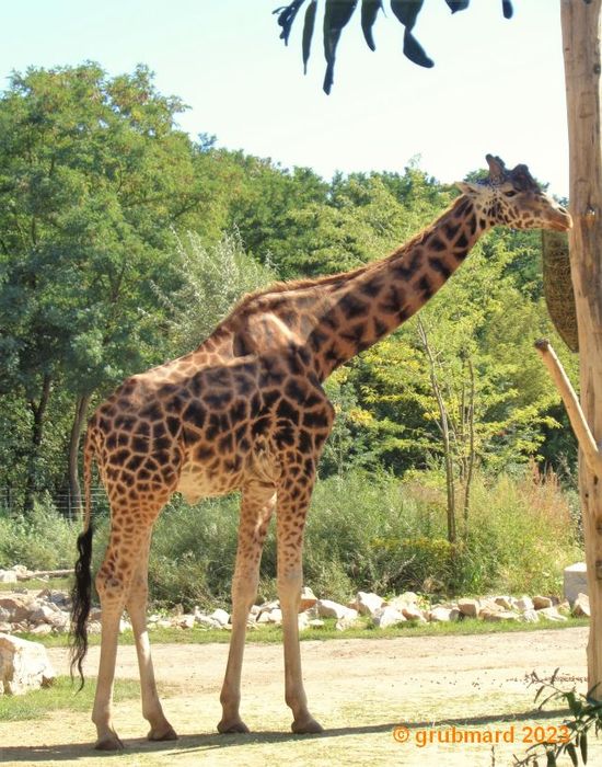 Giraffenanlage und Giraffenhaus im Tierpark Berlin