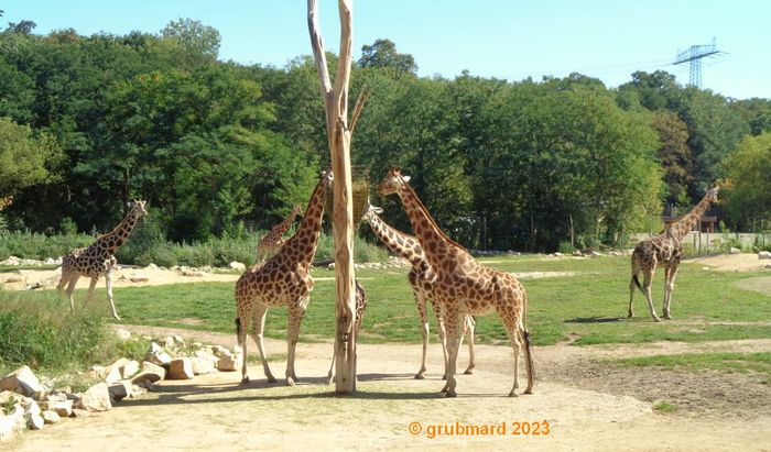 Giraffenfreianlage vom Giraffenpfad aus