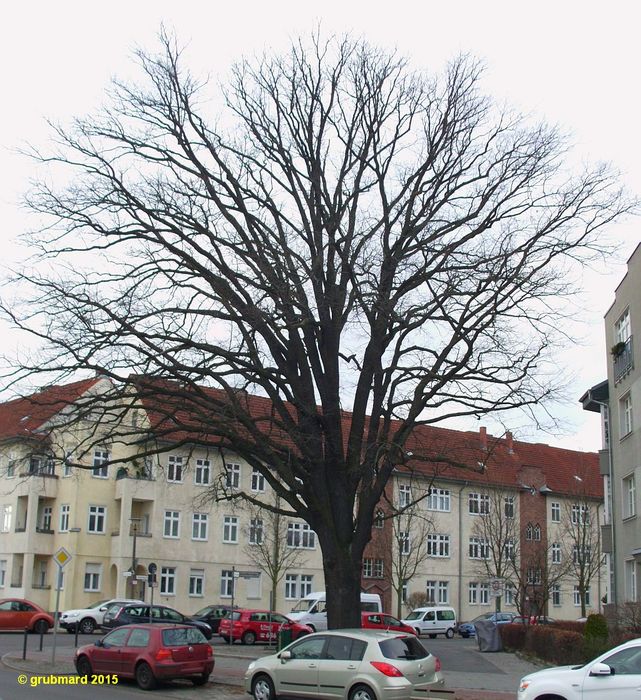 Luther-Eiche Johannisthal (Winterbild)