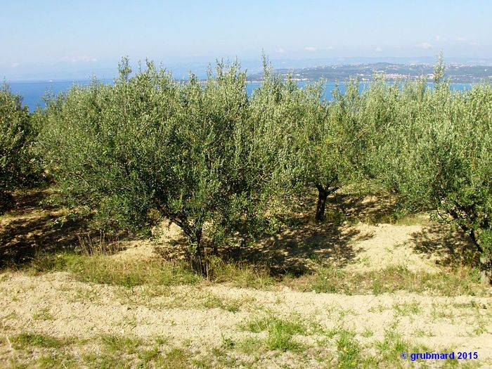 Reiseziel: Olivenhain über der Bucht von Koper