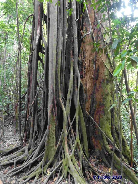 Im Regenwald Sumatra's