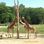 Giraffenanlage und Giraffenhaus im Tierpark Berlin in Berlin