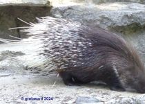 Bild zu Tierpark Berlin