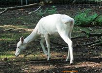 Bild zu Tierpark Luckenwalde