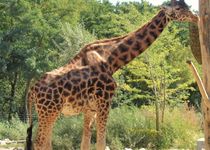 Bild zu Giraffenanlage und Giraffenhaus im Tierpark Berlin