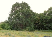 Bild zu Naturdenkmal »Waldemareiche« Heinersdorf