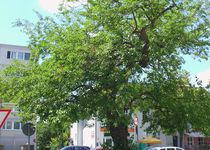 Bild zu Naturdenkmal »Weißer Maulbeerbaum«
