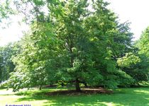 Bild zu Großer Tiergarten Berlin