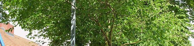Bild zu Naturdenkmal Weißer Maulbeerbaum Friedrichshagen