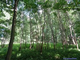 Bild zu Schlosspark Diedersdorf