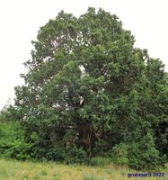 Bild zu Naturdenkmal »Waldemareiche« Heinersdorf