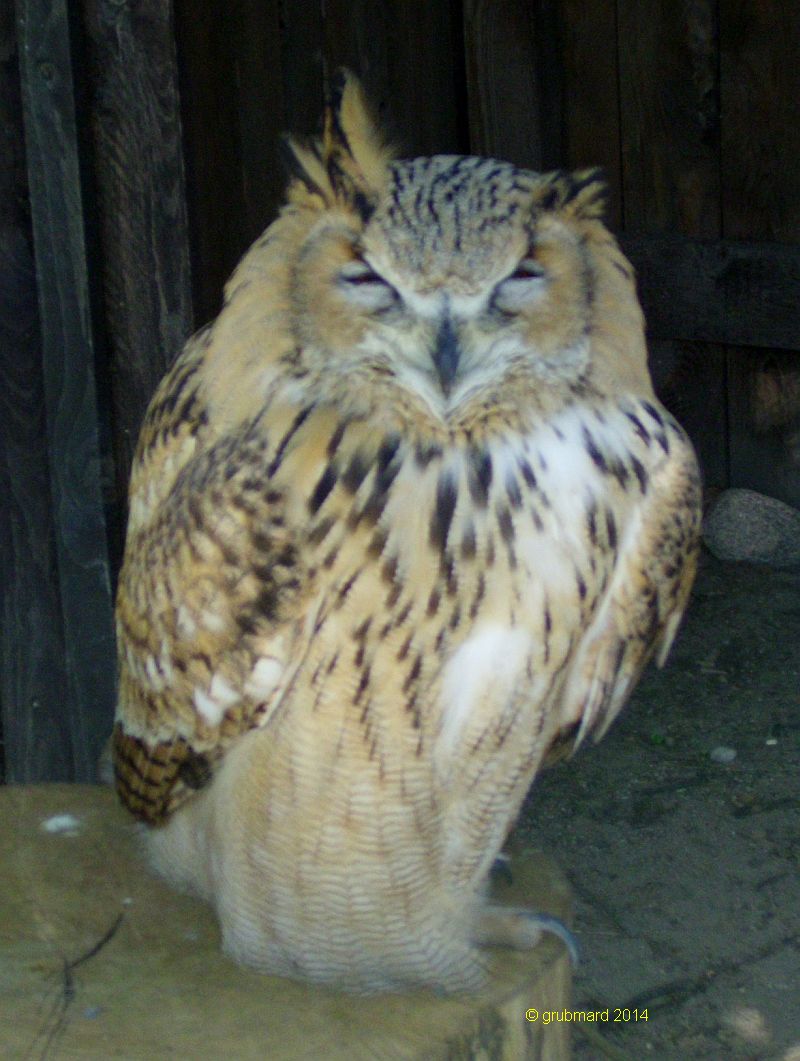 Wildpark Johannismühle bei Baruth: Uhu in der Falknerei