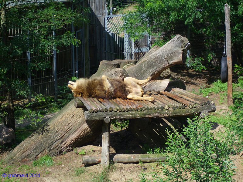 Wildpark Johannismühle bei Baruth: Auffangstation für ausgemusterte Zirkuslöwen