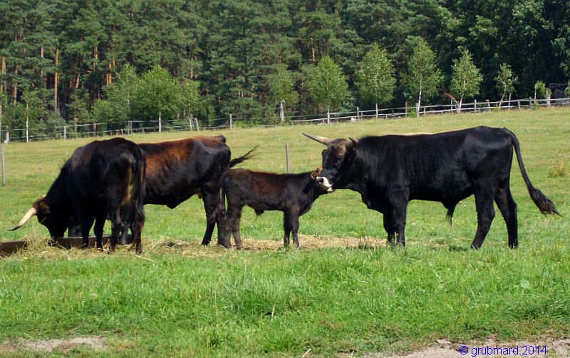 Wildpark Johannismühle bei Baruth: Auerochsen (Heckrinder) Rückzüchtung der ausgestorbenen Urrinder