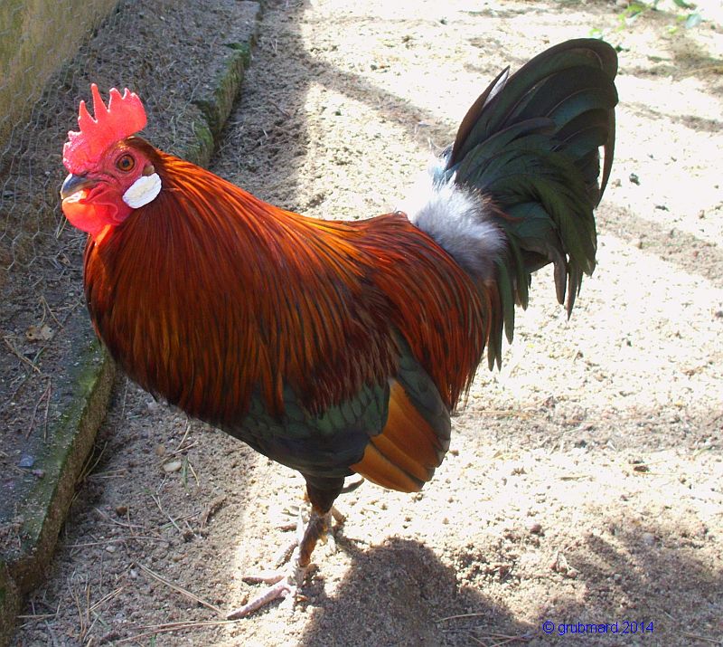 Wildpark Johannismühle bei Baruth: Bankivahuhn - Vorfahr aller Haushühner