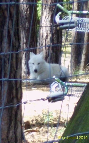 Wildpark Johannismühle bei Baruth: Weißer Wolf