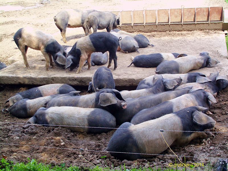 Gut Hirschaue in Birkholz (bei Beeskow) - Märkische Sattelschweine (gezüchtet aus Deutschen Sattelschweinen mit eingekreuzten Wildschweinen)