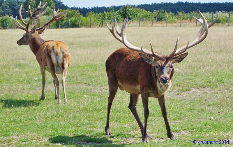 Wildpark Johannismühle bei Baruth: Rotwild