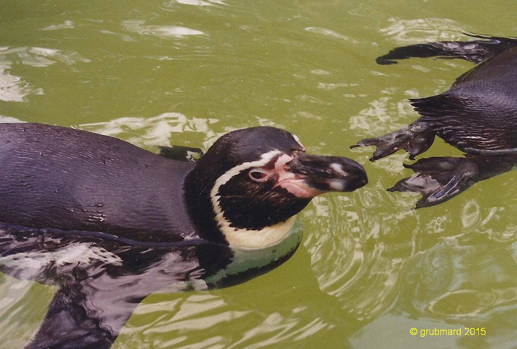 Pinguine im Zoo Eberswalde